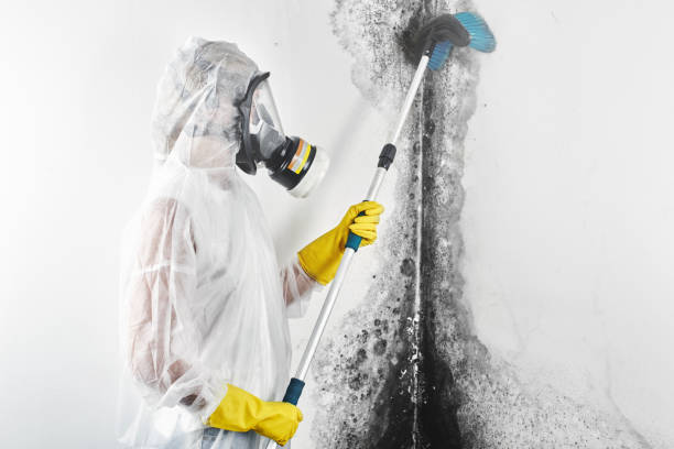 Best Mold-Related Health Consultation  in Lower Burrell, PA