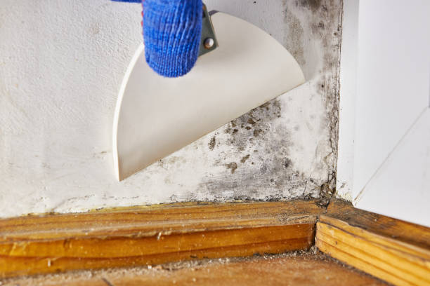 Environmental Consulting for Mold Prevention in Lower Burrell, PA