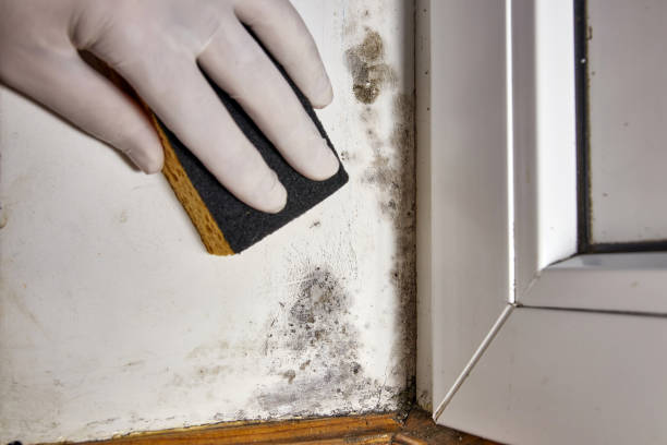 Best Attic Mold Removal  in Lower Burrell, PA