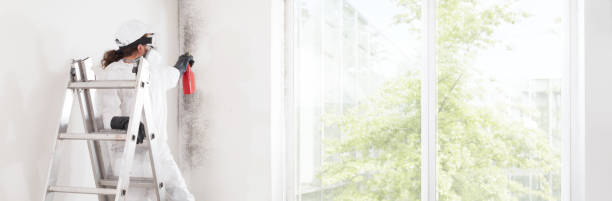 Best Mold Damage Restoration  in Lower Burrell, PA
